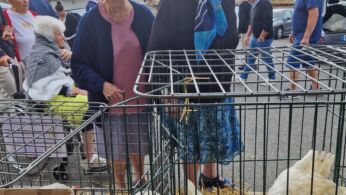 marche aux veaux 1