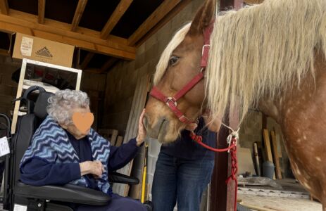 mediation cheval 2