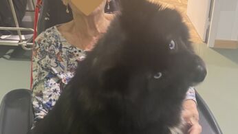 mediation chien 3