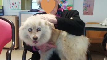 mediation chien 7